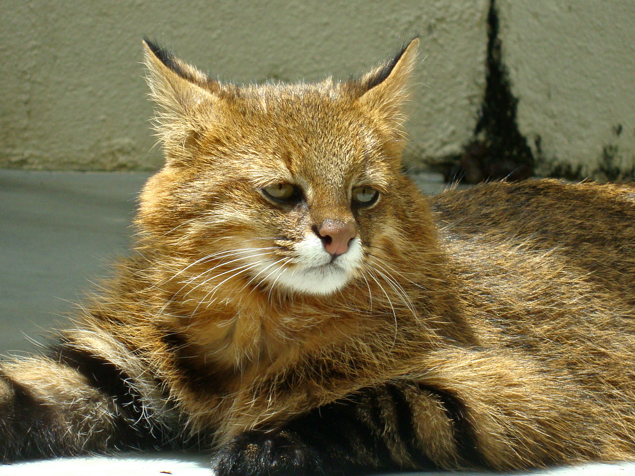 O gato-palheiro, felino ameaçado de extinção
