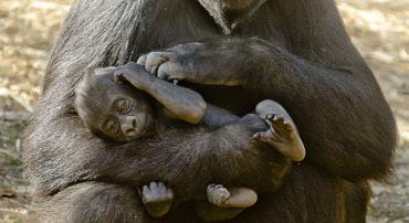 E o nome do gorilinha será....