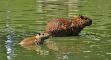 Duas capivaras na Lagoa Pampulha durante o dia.