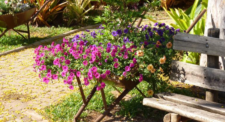 Carrinho de mão se transforma em vaso de flores