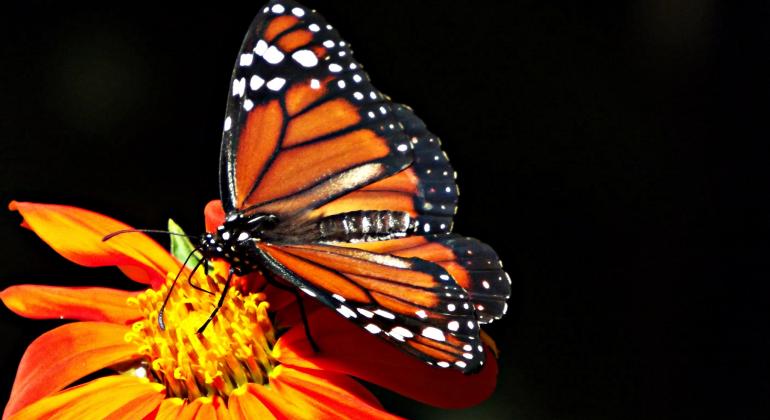 Borboleta com assas alaranjadas e bordas preto e branco está pousada em flor. 