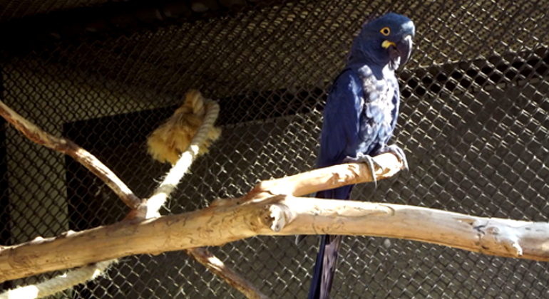 Arara-azul-de-lear em cima de galho no Zoológico da Fundação Zoo-Botânica de BH