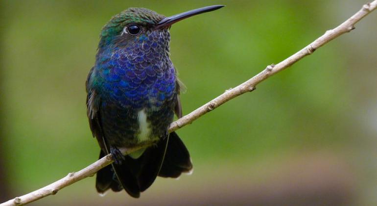 Pássaro azul pousado em galho fino em local com muito verde.