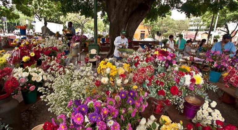 Feira de Plantas e Flores Naturais.