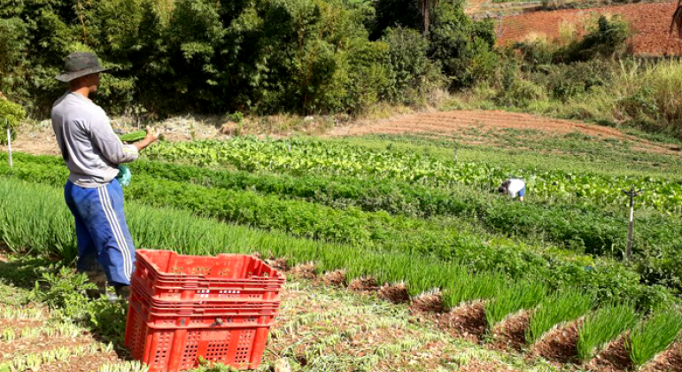 Agricultor familiar, com caixa de plástico, olha terras cultivadas.