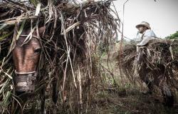 Foto de trabalhador do campo colocando folhas em cima de um burro ou mula. Foto: Bruno Figueiredo